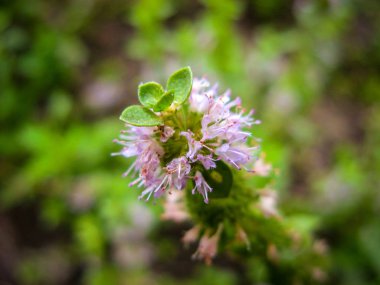  Pennyroyal Mentha pulegium dağ nane. Bulanık bir arka plan üzerinde tıbbi bitki yakın çekim. Üst te. Vahşi bitki güneşli bir yaz gününde bir çayırda yetişir. 