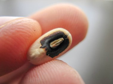 Bir parmağında tek siyah gözlü bezelye veya fasulye Vigna unguiculata veya börülce yakın. Kurutulmuş börülce görmek