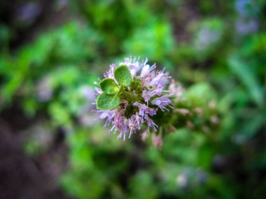  Pennyroyal Mentha pulegium dağ nane. Bulanık bir arka plan üzerinde tıbbi bitki yakın çekim. Üst te. Vahşi bitki güneşli bir yaz gününde bir çayırda yetişir. 