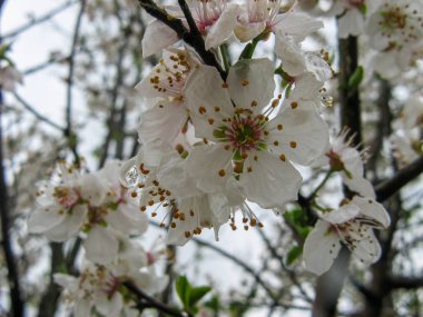 Arka planda çiçekleme. Meyve ağacı çiçekleri. Baharda başlıyor. Erik ağacı çiçekleri. Erik ağacının yarışı. Pers Erik Tre