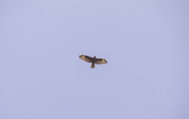 Şahin berrak bir Mavi Gökyüzü'nde uçuyor. Şahin kuş yırtıcı. Metin için yeri olan kahverengi bir şahin. Aşağı görünüm. Mavi arka plan. 