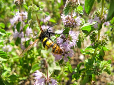  Pennyroyal Mentha pulegium Bir arı. Bir bal arısı güneşli yaz gününde mor mentha pulegium çiçek oturur. bir tıbbi yabani bitki üzerinde bir arı yakın çekim . Dağ nane.