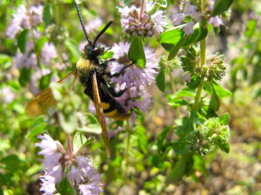  Pennyroyal Mentha pulegium Bir arı. Bir bal arısı güneşli yaz gününde mor mentha pulegium çiçek oturur. bir tıbbi yabani bitki üzerinde bir arı yakın çekim . Dağ nane.