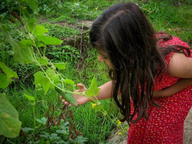 Küçük bir kız bir bahçede olgun ve lezzetli salatalık hasat. Çocuk çalı bir salatalık tutar ve yeşil arka plan ile alanda bakar. Closeup
