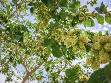 Beyaz Mulberries şube ağacı (Morus Alba) sırasında Mayıs ayında bir bahçede Iran. unripe ve olgun beyaz dut mavi gökyüzü arka plan ile dalları üzerinde. Bahar saatinde beyaz dut demetleri. Aşağı görünüm