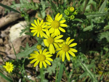 Iran 'ın kuzeyinde sarı yaban çiçekleri ile baharda başlangıcı, Gilan