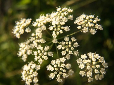 Su Hemlock (Konyum maculatum) yaban çiçeği. Bulanık bir arka planda çayır üzerinde su Hemlock çiçekler closeup. 