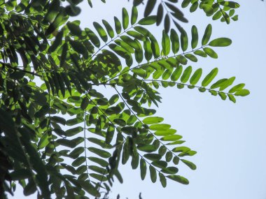 Yeşil gleditsia mavi gökyüzü bırakır. Mavi gökyüzü arka plan ile Gleditsia ağaç dalı. Yaz aylarında Gleditsia triacanthos. Fabaceae ailesi.
