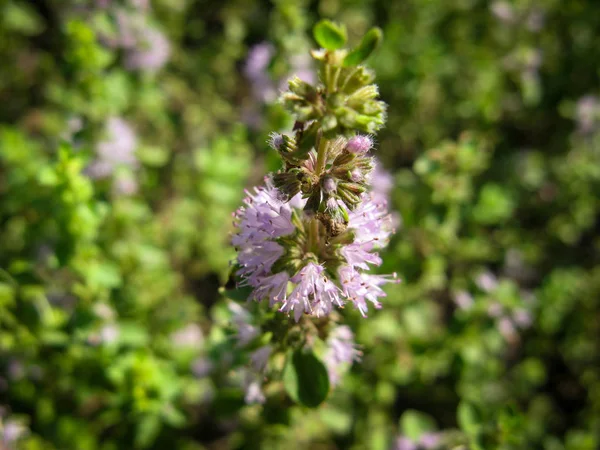  Mentha pulegium Pennyroyal dağ nane. Bulanık bir arka plan üzerinde tıbbi bitki yakın çekim. Üst te. Vahşi büyüyor. Yeşil arka plan. 