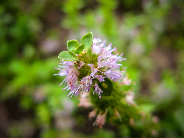  Pennyroyal Mentha pulegium dağ nane. Bulanık bir arka plan üzerinde tıbbi bitki yakın çekim. Üst te. Vahşi bitki güneşli bir yaz gününde bir çayırda yetişir. 
