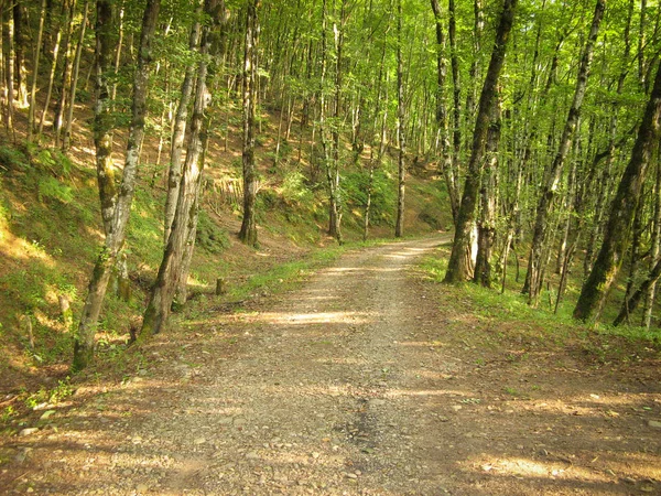 Rural road in the jungle background at sunny summer day. Beautiful dirt road in the jungle in iran.