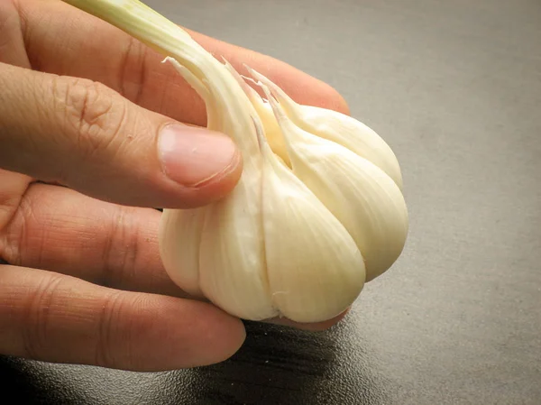 Close up of single fresh garlic bulb  on fingers with wooden background. White garlic bulb. Healthy plant.