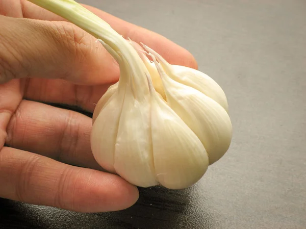 Close up of single fresh garlic bulb  on fingers with wooden background. White garlic bulb. Healthy plant.