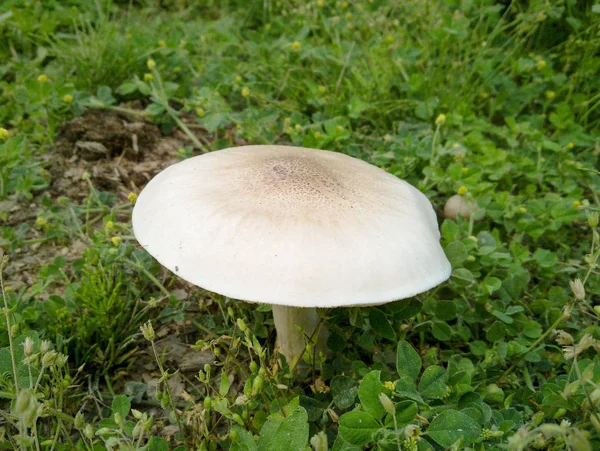 Cogumelo Branco Relva Close Cogumelo Venenoso Floresta Cogumelos Perigosos Macro — Fotografia de Stock