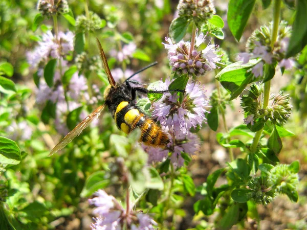  Pennyroyal Mentha pulegium Bir arı. Bir bal arısı güneşli yaz gününde mor mentha pulegium çiçek oturur. bir tıbbi yabani bitki üzerinde bir arı yakın çekim . Dağ nane.