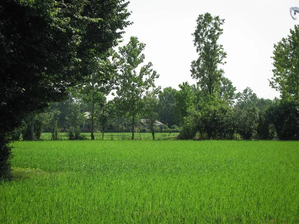 Campo Arroz Verde Paddy Spring Organic Campos Arroz Campo Paddy — Fotografia de Stock