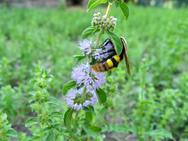 Mentha Pulegium Bulanık Arka Planlı Vahşi Bir Arı Bir Arı — Stok fotoğraf