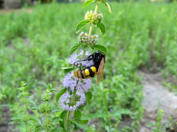 Pennyroyal Mentha Pulegium Uma Abelha Selvagem Uma Abelha Senta Flor — Fotografia de Stock