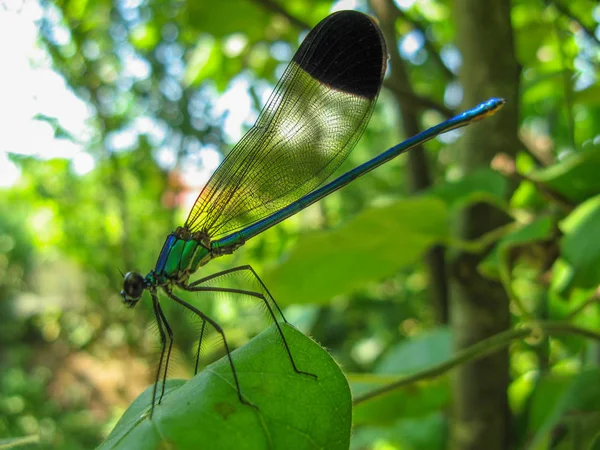 Colorful Dragonfly Plant Closeup Dragonfly Odonata Sitting Leaf Dragonfly Blue — Stock Photo, Image