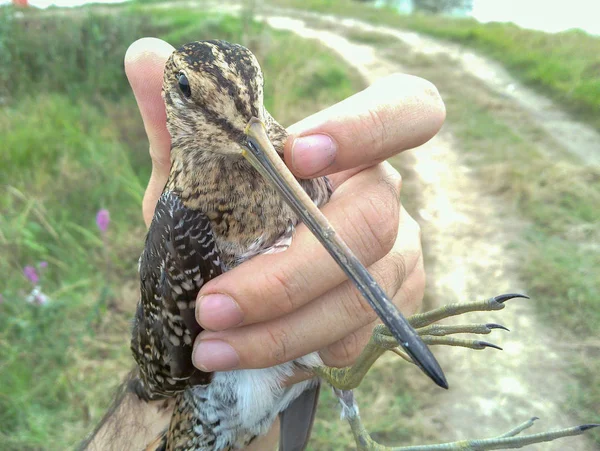 イラン ギラン ラシュトの興味深い鳥の写真 — ストック写真