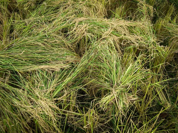 Rice Harvest Drying Paddy Field Gilan Iran Rice Farm Harvesting — Stock Photo, Image