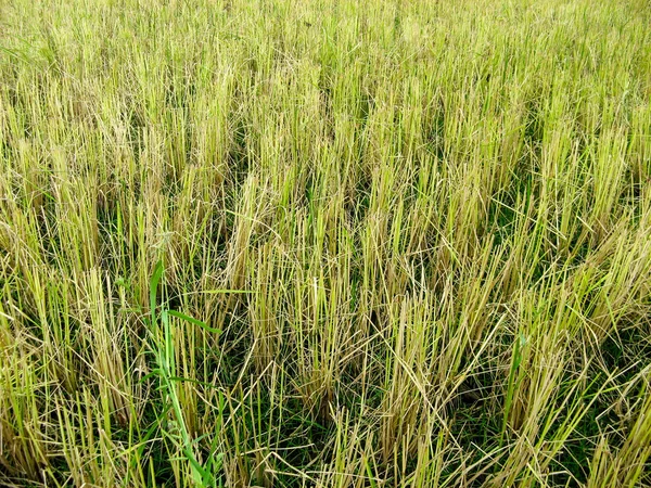 Rice straw at the paddy rice field just after harvesting. Rice farm on harvesting season. Agricultural concept.