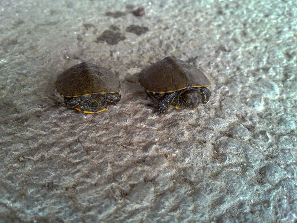 Deux Tortues Iran Gilan Éruption Cutanée — Photo