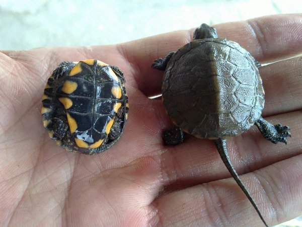 Zwei Schildkröten Auf Der Hand Iran Gilan Ausschlag — Stockfoto