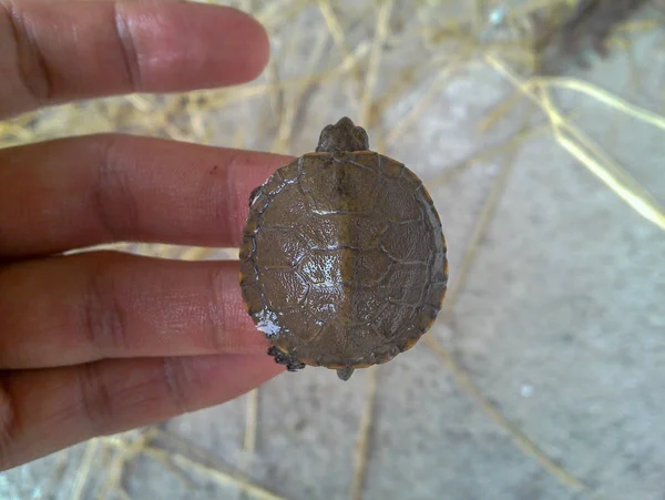 Turtle Hand Iran Gilan Rash — Stock Photo, Image