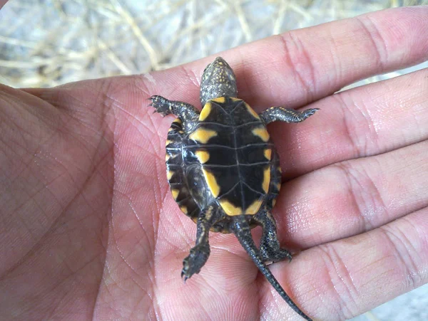 Una Tortuga Mano Irán Gilan Erupción —  Fotos de Stock