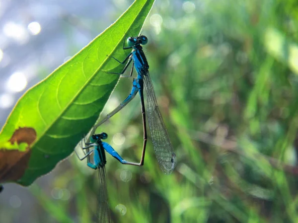 Paarung Zweier Blauer Libellen Auf Dem Blatt Nahaufnahme Zweier Wunderschöner — Stockfoto