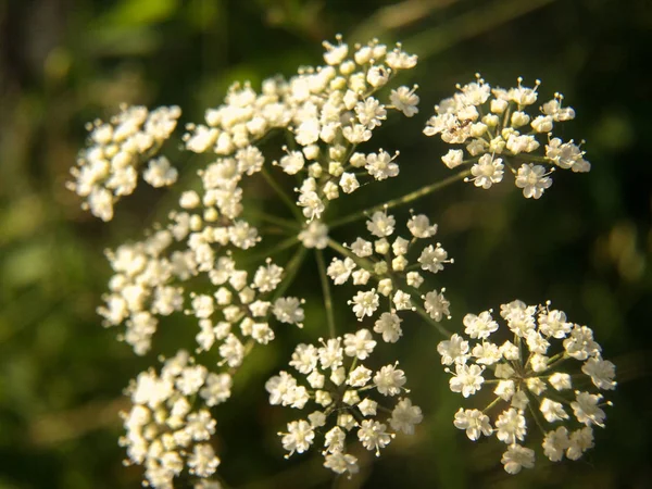 Su Hemlock (Konyum maculatum) yaban çiçeği. Bulanık bir arka planda çayır üzerinde su Hemlock çiçekler closeup. 