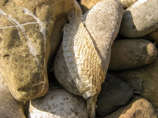 Wąż Slough Tle Kamienia Skóra Węża Zbliżenie Snakeskin Przyrodzie Lecie — Zdjęcie stockowe