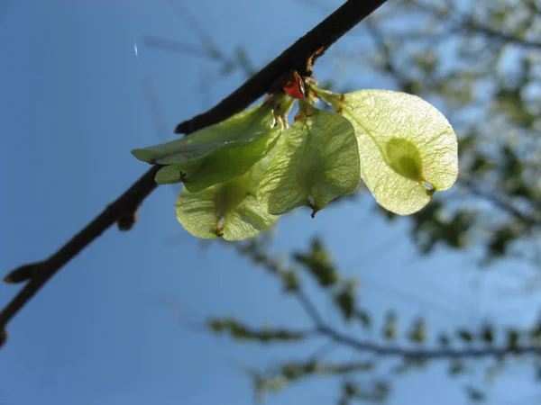 Bahar aylarında mavi gökyüzü arka planda güneşli bir gün, Elms çiçekleri (Ulmus Minor), Elm ağacı, Elm ağacının meyveleri ile bir ağaç dalı üzerinde Elm ağacı tohumları