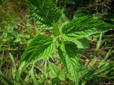 Isırgan otu, ısırgan otu, ısırgan otu ya da iğne. Bahçedeki ısırgan otunun makro fotoğrafı. İlkbaharda şifalı bitkiler ya da gıda bitkileri. Ebedi çiçeklenme bitkisi.