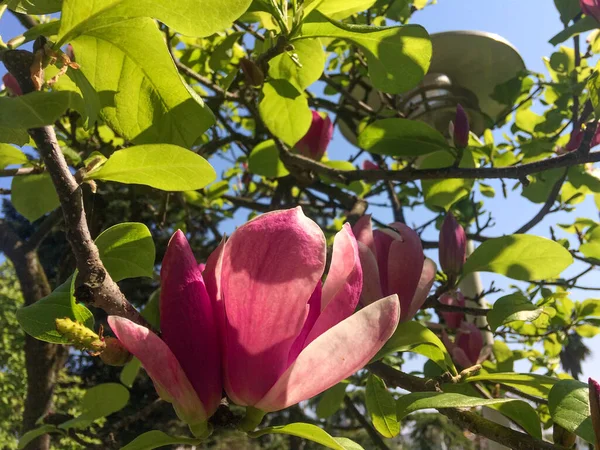 Close up of Pink magnolias in spring day. Beautiful pink magnolia flowers on a branch on blue sky background. Spring concept.
