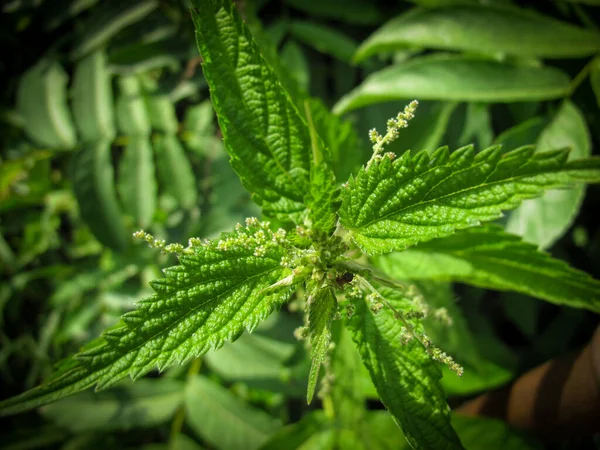 Close Urtiga Com Folhas Verdes Fofas Planta Ferrão Durante Floração — Fotografia de Stock