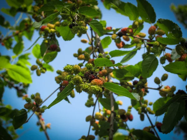 Mûr Mûr Mûrier Cru Accroché Sur Arbre Sur Fond Ciel — Photo