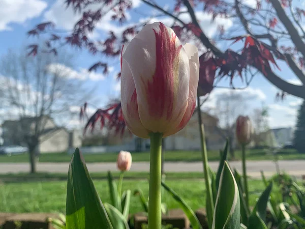 Gros Plan Des Tulipes Rayées Dans Cour Arrière Printemps Une — Photo