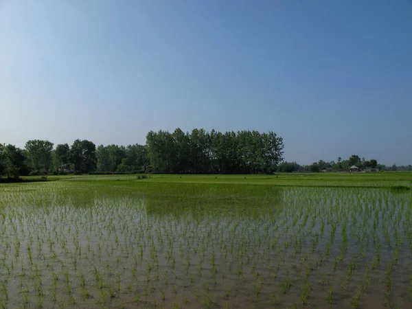 Seedlings Rice Growing Paddy Fields Spring Trees Background Gilan Iran — Stock Photo, Image