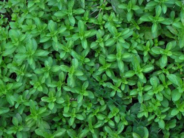  Baharda Pennyroyal Mentha pulegium nane şekeri. Tıbbi tesise yakın çekim. Yeşil yaban bitkilerinin arka planı bir çayırda ya da çayırlarda yetişir. Aromatik bitki.