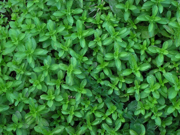  Baharda Pennyroyal Mentha pulegium nane şekeri. Tıbbi tesise yakın çekim. Yeşil yaban bitkilerinin arka planı bir çayırda ya da çayırlarda yetişir. Aromatik bitki.