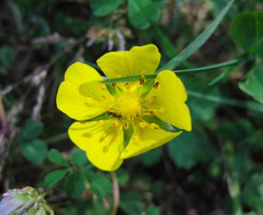 İran 'ın Gilan kentindeki bataklık kiraz çiçeğini, İran Alaleh' ini (Ranunculus asiaticus) kapatın. Bulanık arka planda çayırda açan sarı bir çiçek. İlaç fabrikası