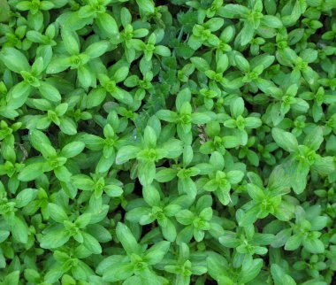 Baharda Pennyroyal Mentha Pulegium 'un arka planı. Tıbbi tesise yakın çekim. Yeşil yaban bitkilerinin arka planı bir çayırda ya da çayırlarda yetişir. Aromatik bitki.