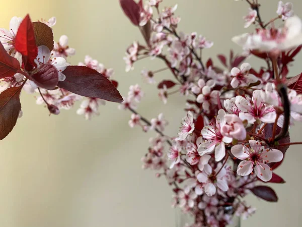 Close up of Cherry apple blossom in spring on blurred background. Cherry and apple tree blossom. Pink cherry blossom twig. Spring trees blossom.