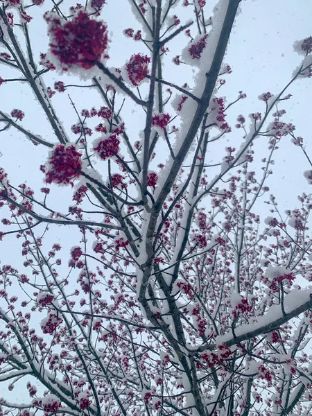 Close Sitting Snow Blooms Tree Branch Spring White Sky Background — Zdjęcie stockowe