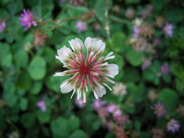 Close White Pink Clover Flower Meadow Springtime Macro Single Clover — Stock Photo, Image