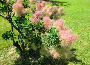 European smoketree, species of flowering plant in the family Anacardiaceae, native to a large area from southern Europe, east across central Asia and the Himalayas to northern China. clipart