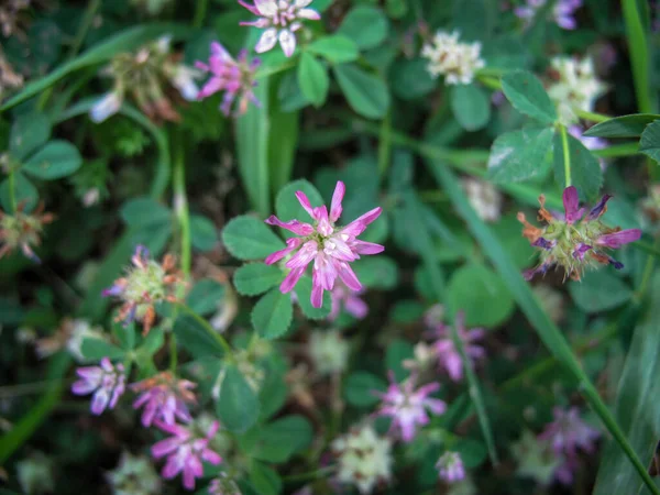 Tavasszal Lila Lóherevirág Legelőn Fólia Virágok Zöld Levelek Trifólium Repens — Stock Fotó