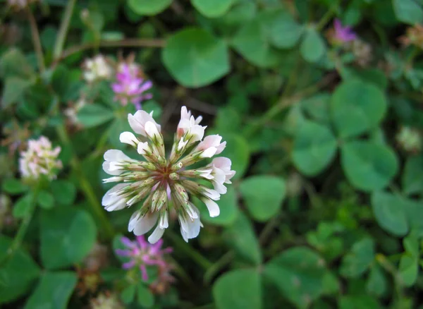 Close up of white clover flower in pasture in spring on blurred background. A Trefoil flower. Trifolium Repens or purple Clover blossom. Dutch clover is herbaceous, creeping, flowering, trifoliate plant in the bean family, Fabaceae. Top view
